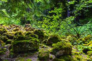 Proxy Falls forest-0203.jpg Proxy Falls forest-0203.jpg